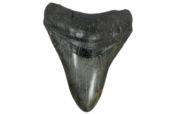 Fossil Megalodon Tooth - South Carolina #168947